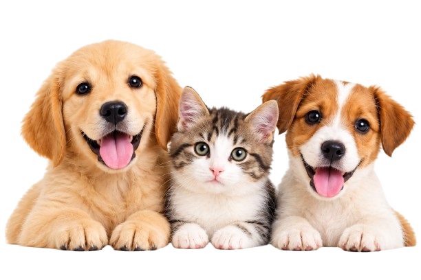 Dog for follow-up veterinary consultation