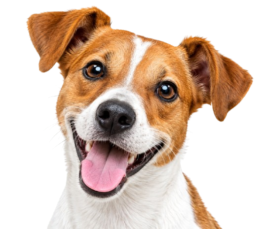 Dog for audio veterinary consultation