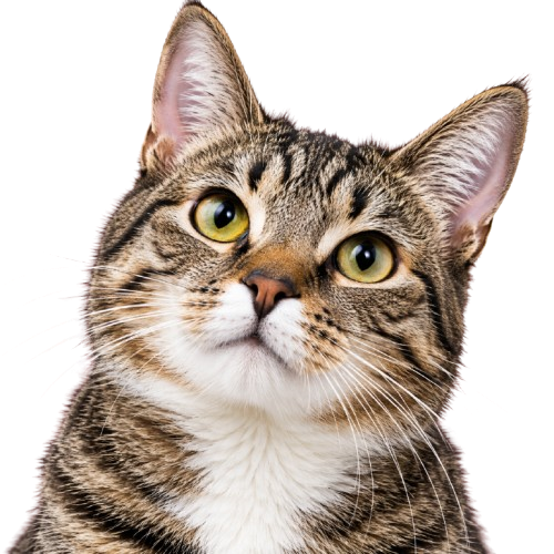 Cat for video veterinary consultation