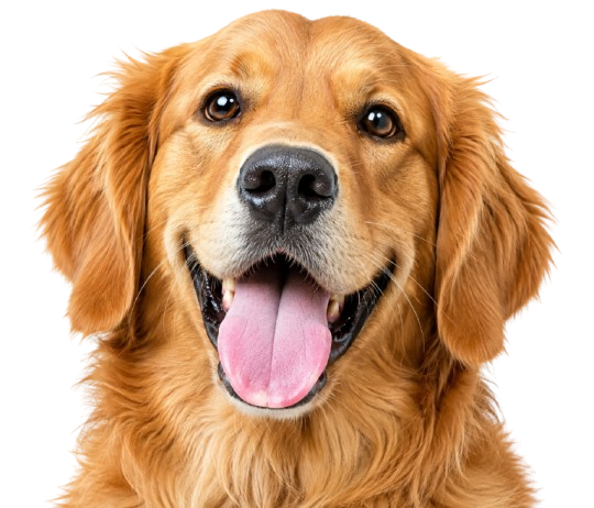 Dog for follow-up veterinary consultation