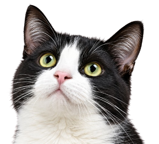 Cat for extended audio veterinary consultation